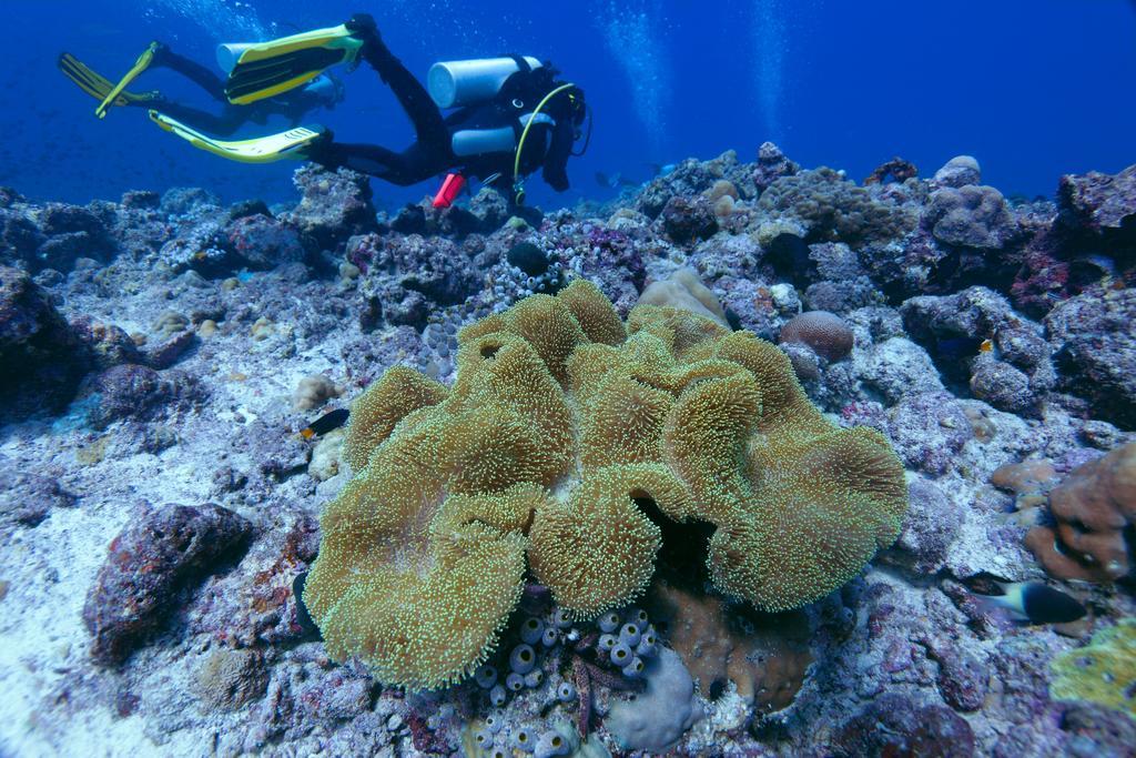 Ocean Beach Inn - Maldives Хангнаамеедхоо Экстерьер фото
